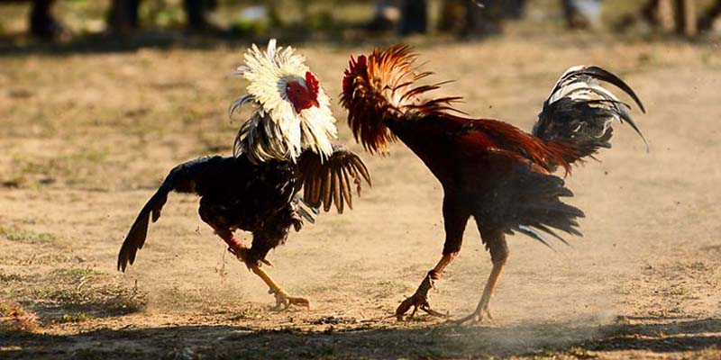 Đá Gà U888 Tập Hợp Hàng Loạt Các Trận Đấu Sôi Động Nhất